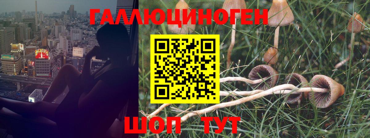 Псилоцибиновые грибы GOLDEN TEACHER Бахчисарай